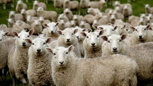 new-zealand-sheep